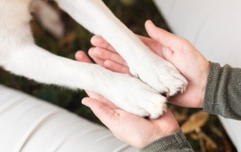 Totul despre îngrijirea câinilor: Ghid complet pentru proprietarii de câini