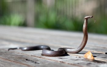 Cum să îți alegi un șarpe ca animal de companie: rase, condiții și îngrijire
