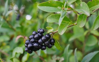 Ce este scorușul-negru și cum se consumă