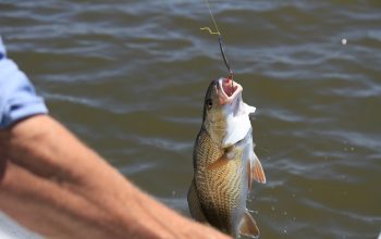 Cum se prepară nada pentru ape curgătoare